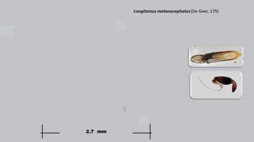 Longitarsus melanocephalus
